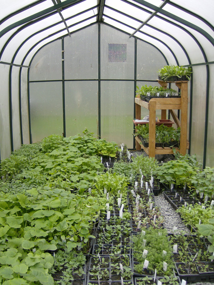 greenhouse